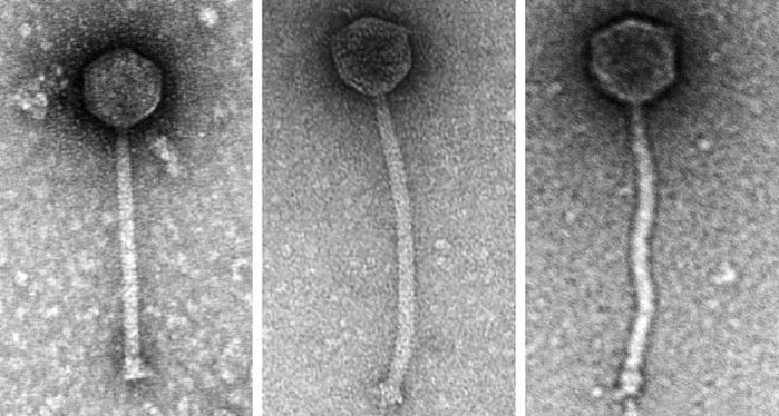 Click to enlarge phage