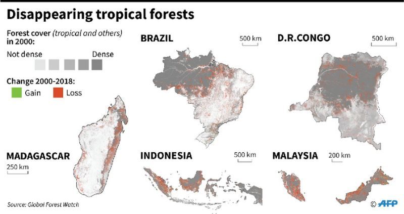 Disappearing tropical forests