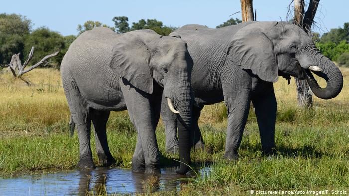 elephants