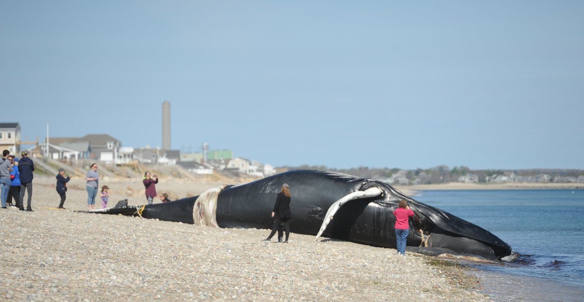 Click to enlarge Humpback whale carcass washes up on East Sandwich beach