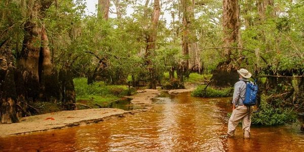David Stahle in North Carolina’s Black River.