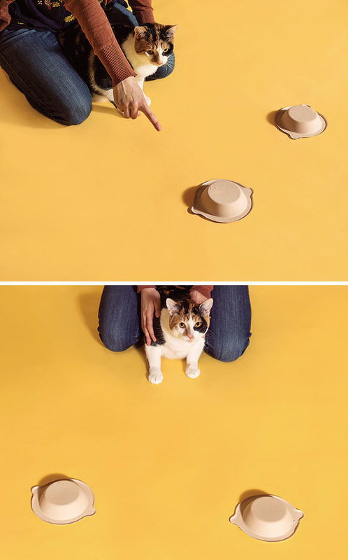 Click to enlarge cat cognition pointing test