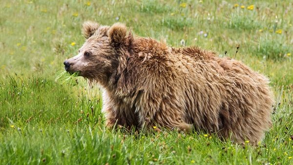 Brown bear
