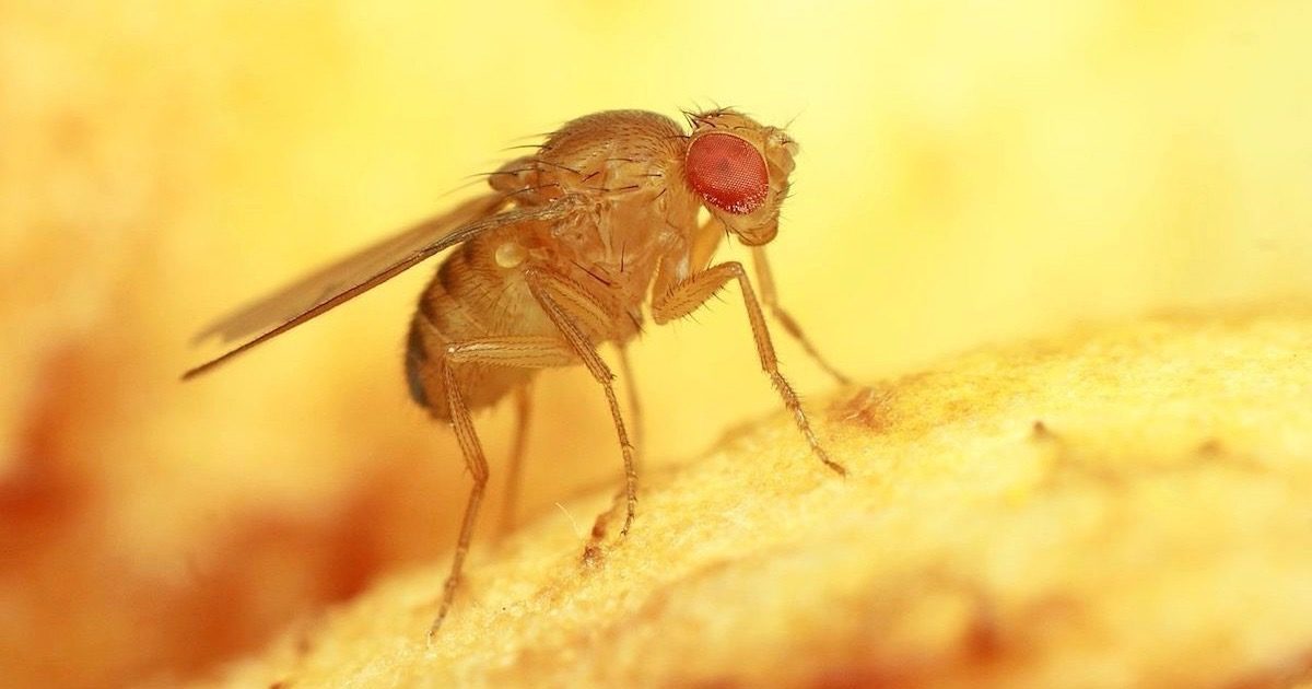 Fruit Fly