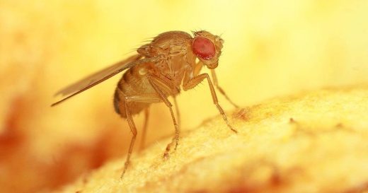 Fruit Fly