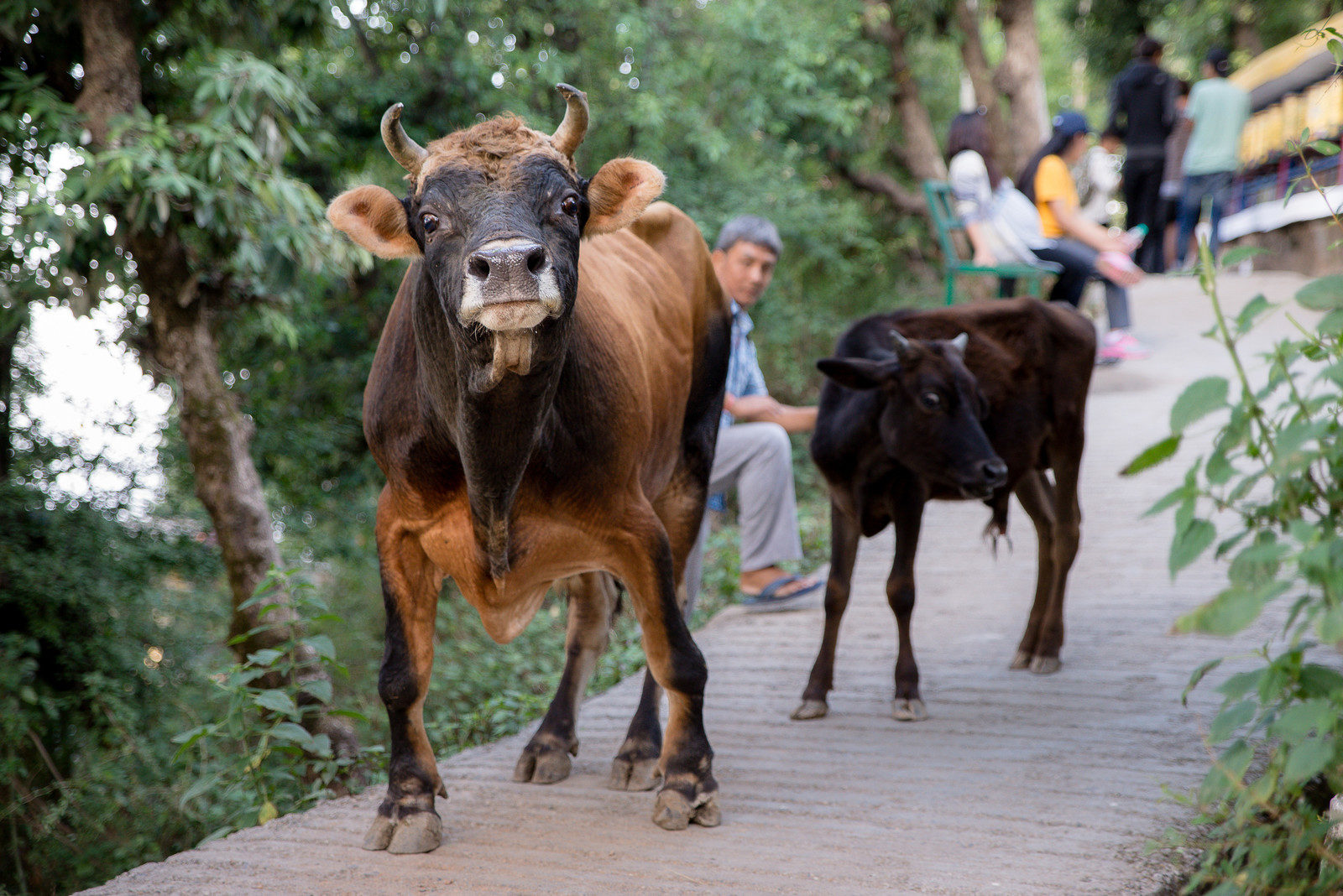 cow mad