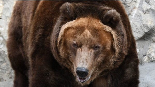 Brown bear