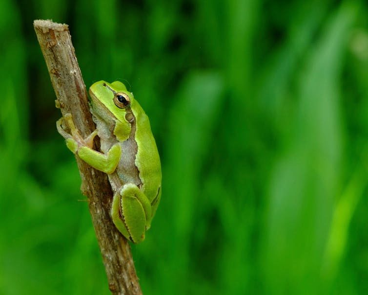 treefrog