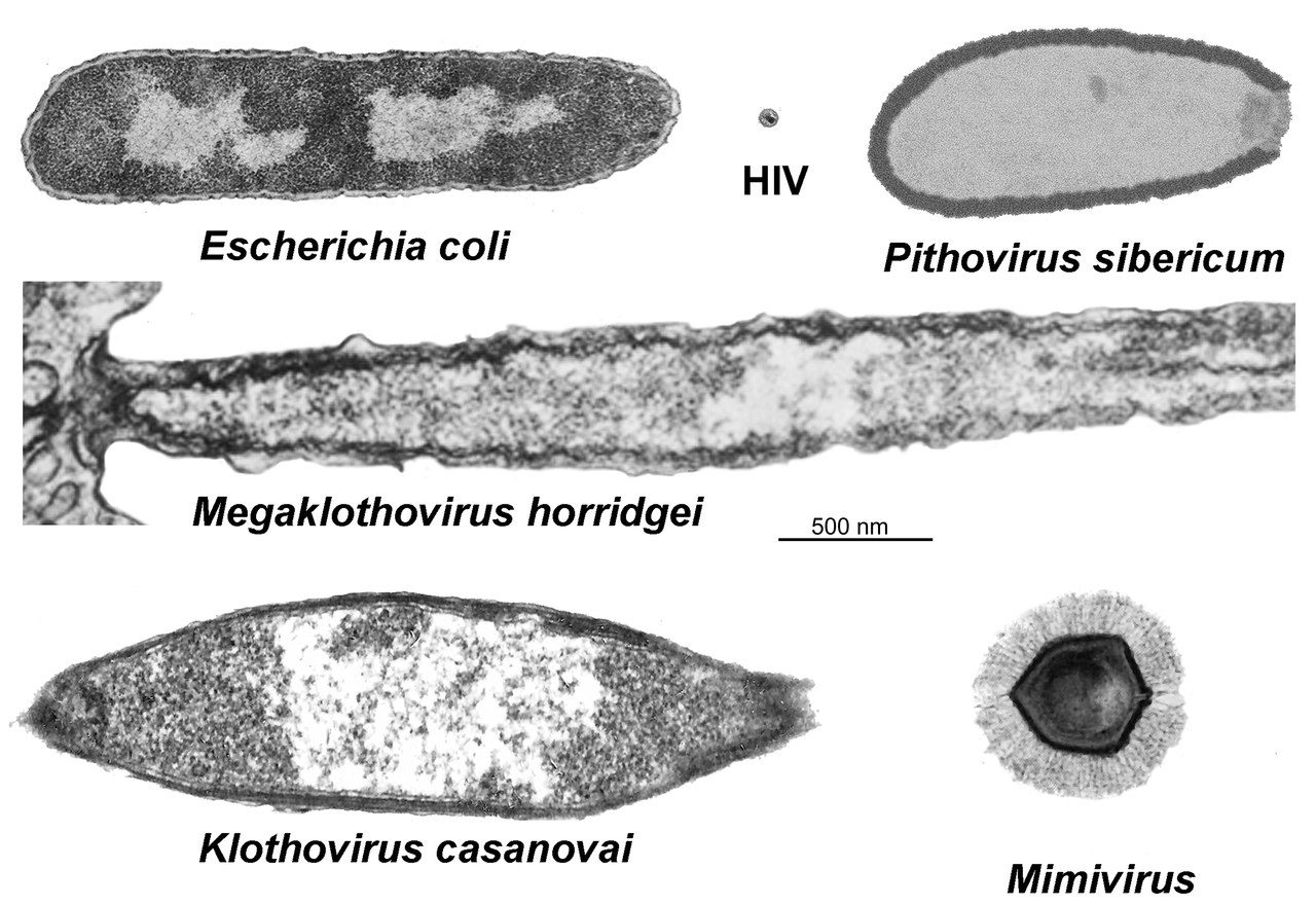 giant virus size compare bacteria