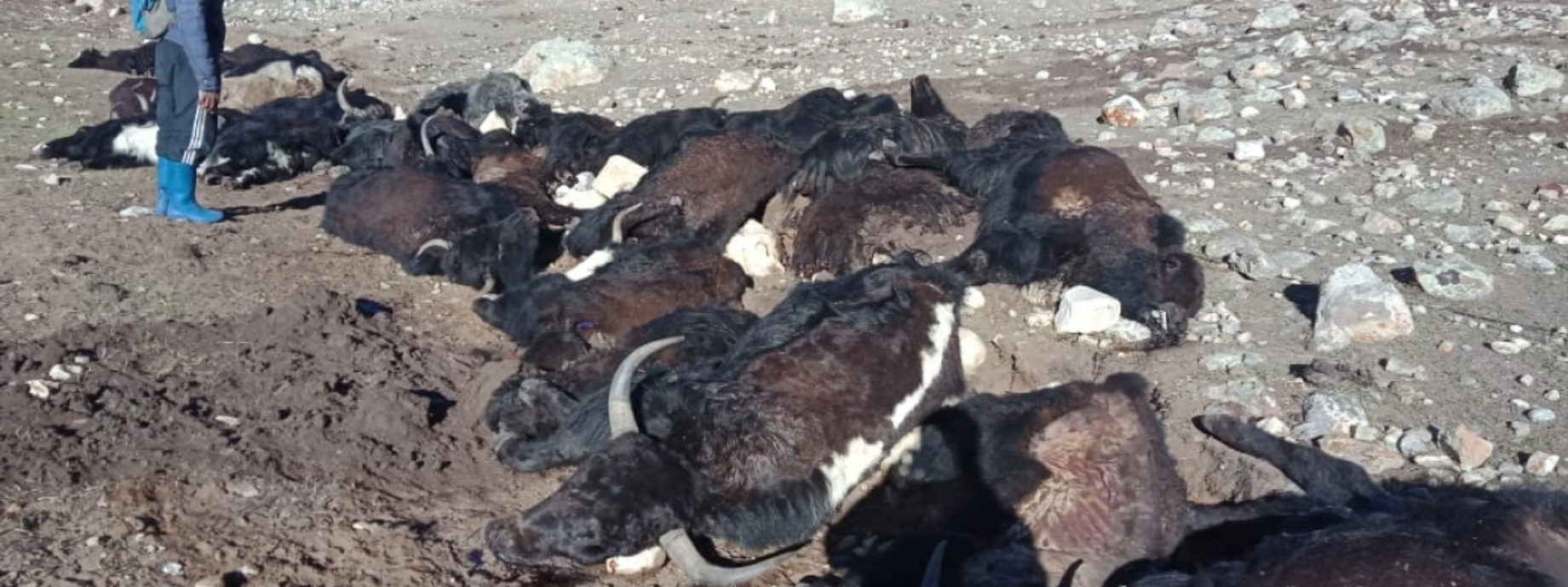 Click to enlarge yaks cold