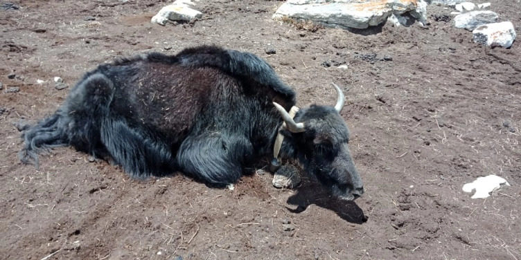 Click to enlarge yak dying