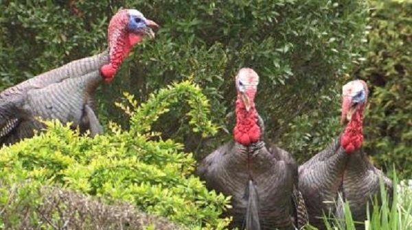 wild turkeys