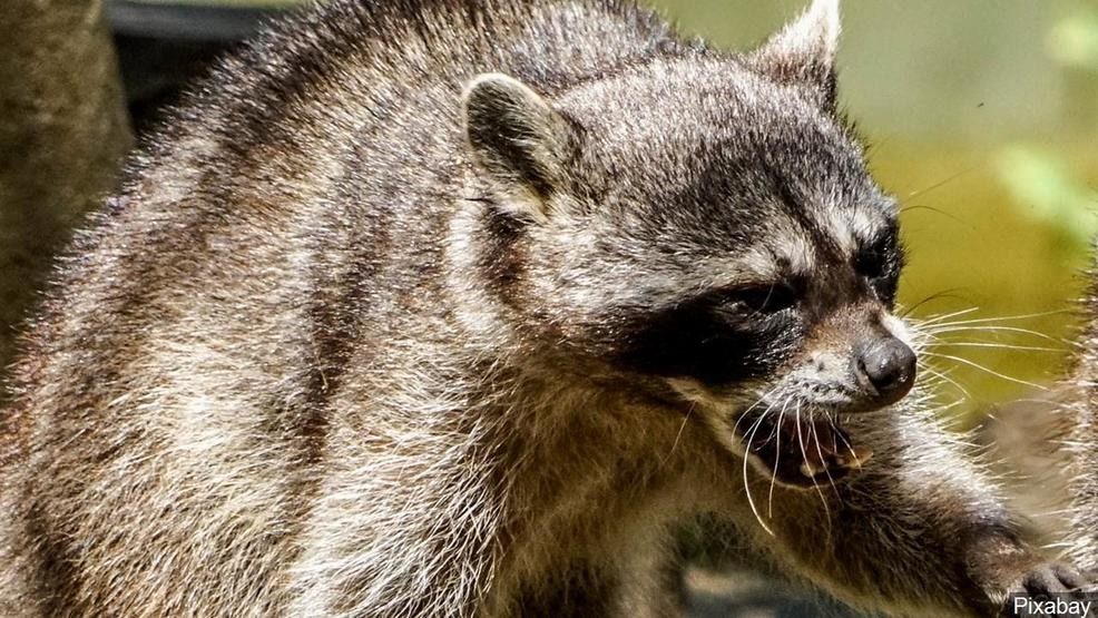 zombie racoon, raccons distemper