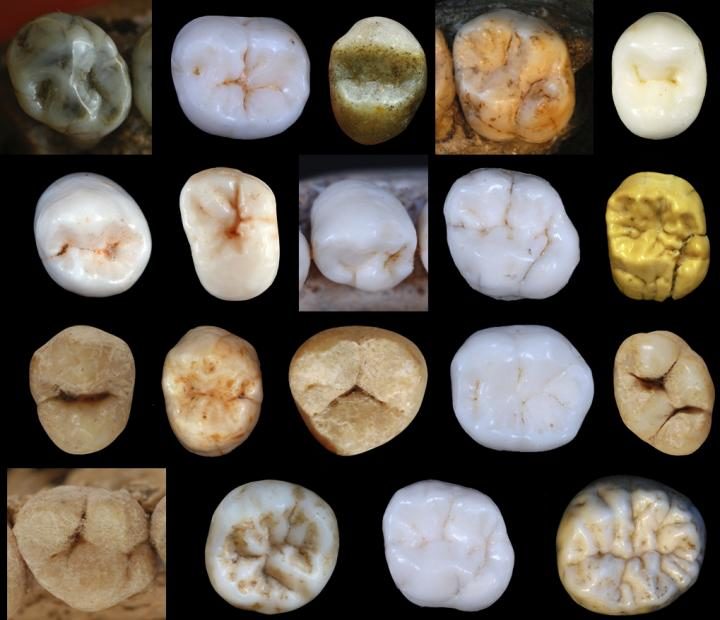 teeth hominin