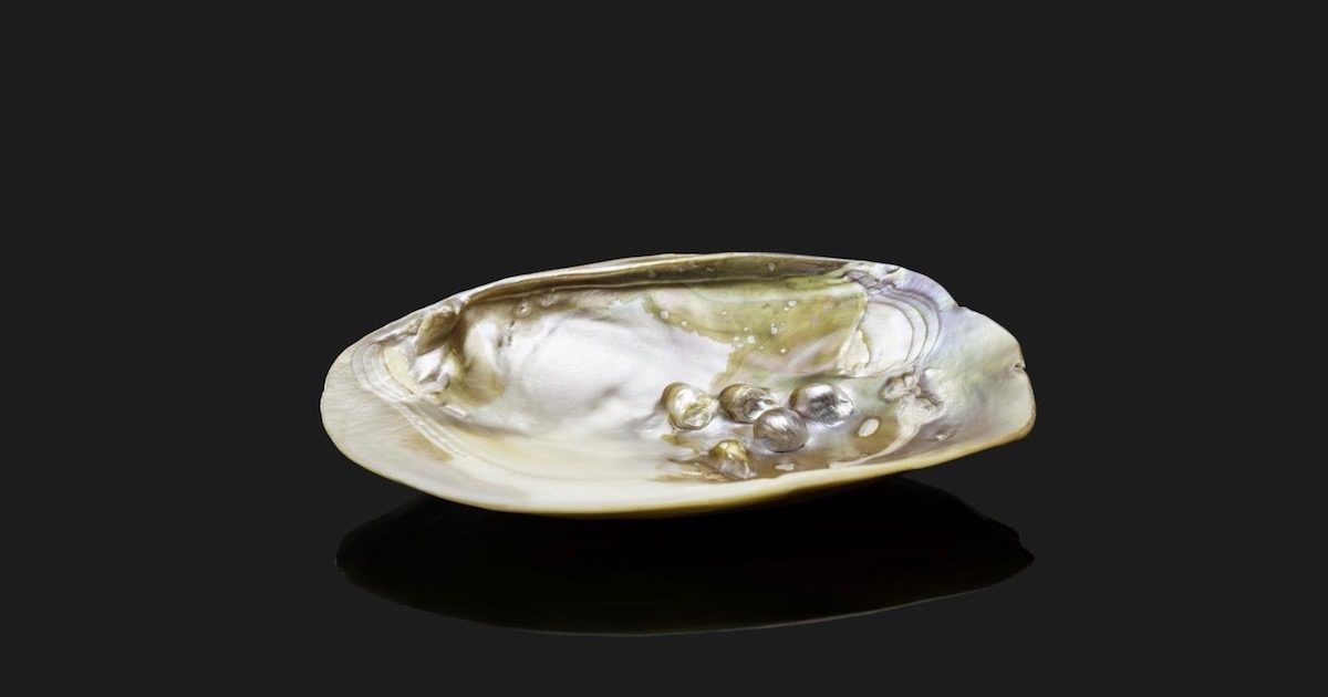 mother of pearl shell