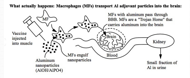 Macrophages transport