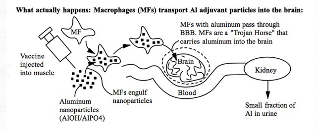 Click to enlarge Macrophages transport