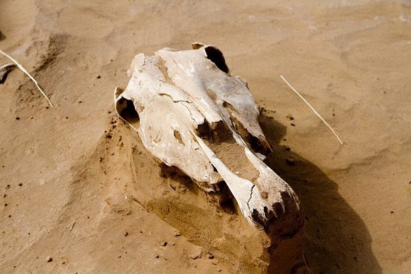 Click to enlarge Horse skull