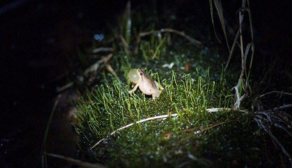 spring peeper