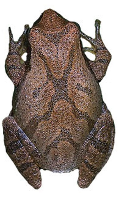 Click to enlarge Spring Peeper