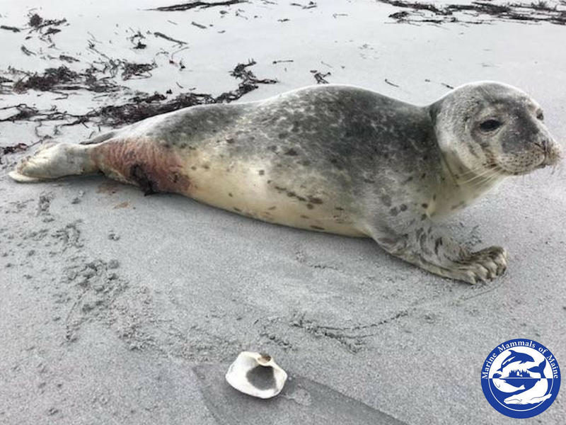 Click to enlarge SEAL
