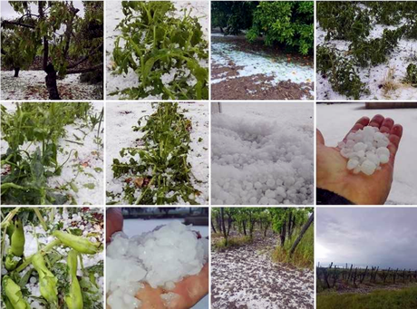 damage fruit