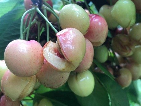 Click to enlarge cherries