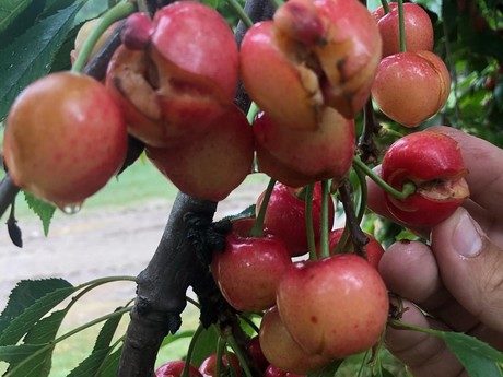 Click to enlarge cherries