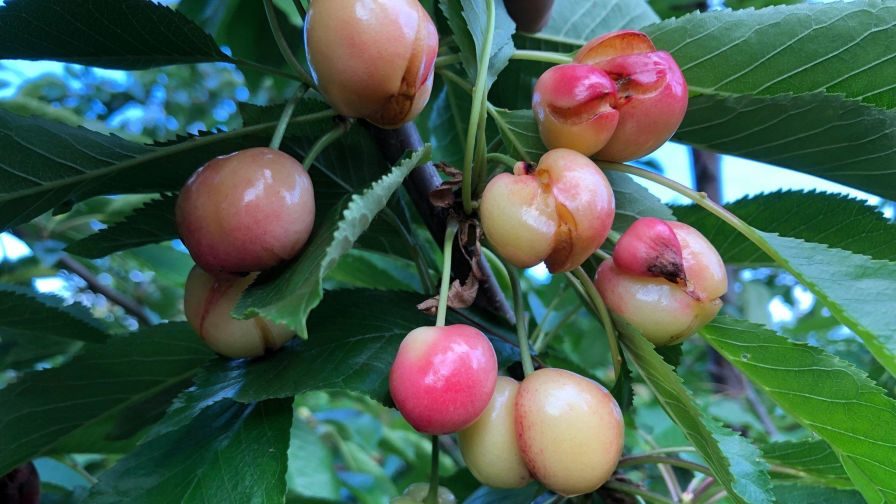Click to enlarge California Cherries Hammered by Unseasonable Storms