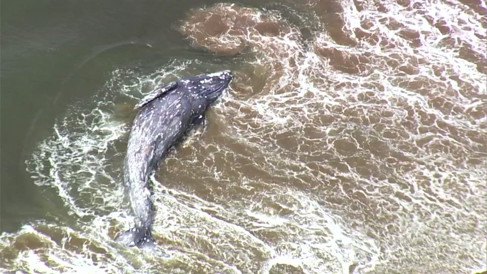 Dead whale