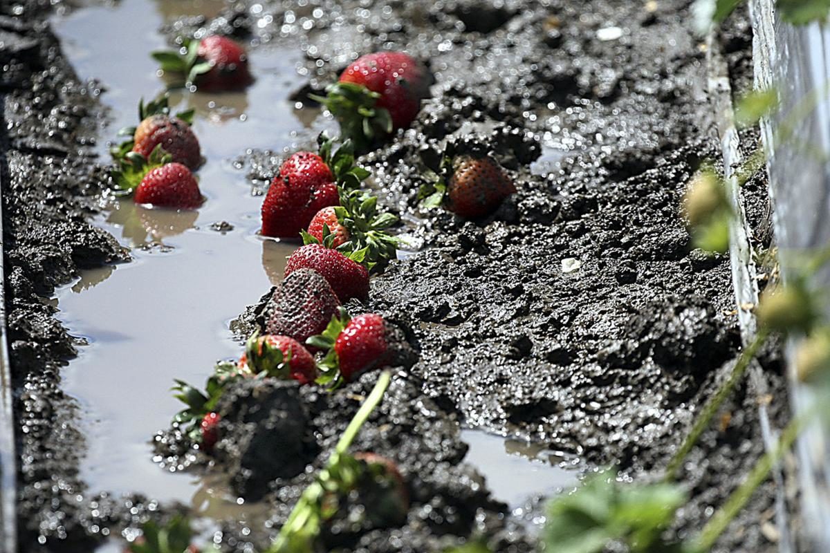 berries
