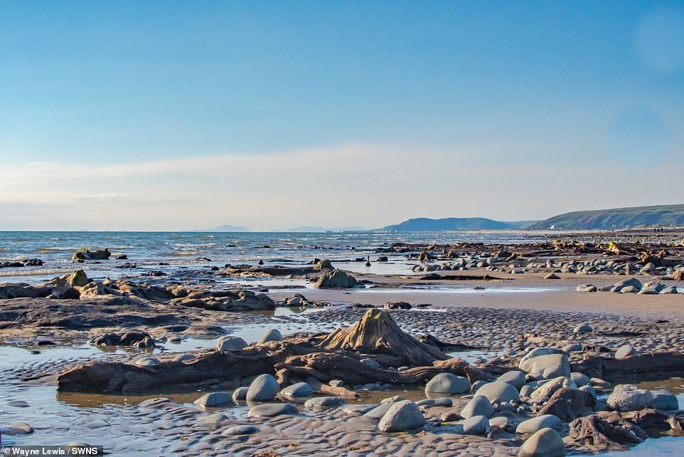 Click to enlarge A prehistoric forest of hundreds of trees which died more than 4,500 years ago has been uncovered on a Welsh beach after low tides and a storm
