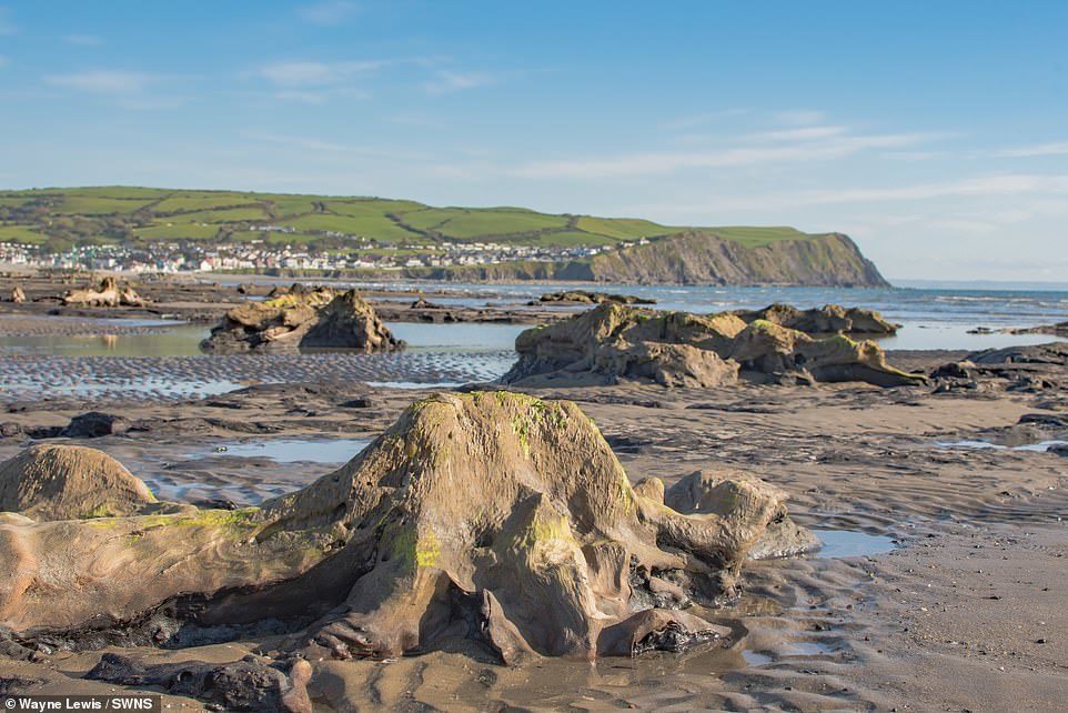 Click to enlarge Archaeologists knew the Bronze Age forest existed on the beach because small stumps were sometimes visible along parts of it at low tide.