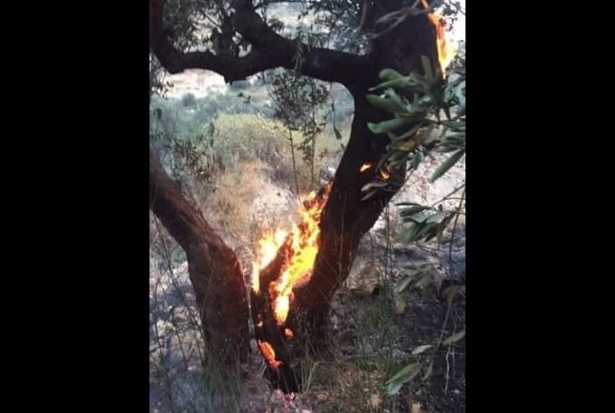 Click to enlarge West Bank Fires
