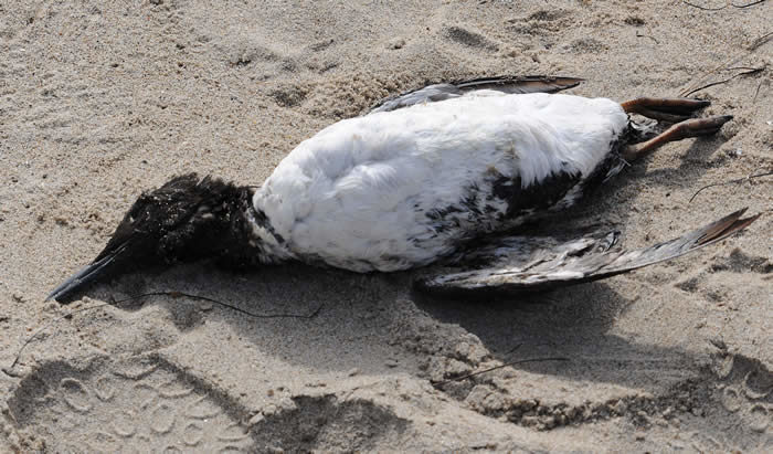 Common Murre (dead)