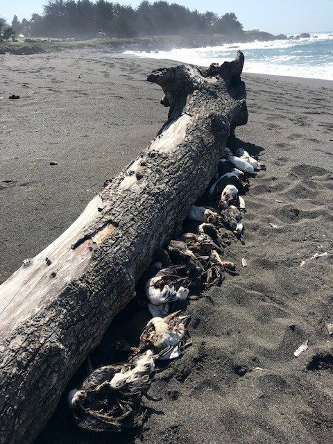 Hundreds of dead and dying Common Murres, including those pictured here at MacKerricher State Park May 23, are washing up on Mendocino County beaches.