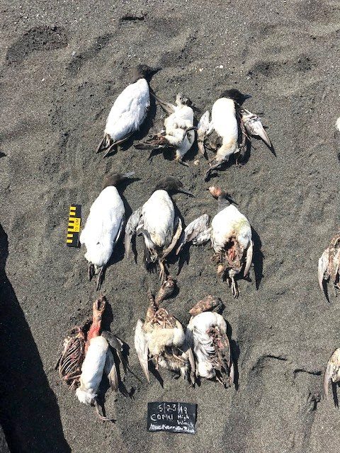 Click to enlarge Contributed Common Murres collected on the beach this week at MacKerricher State Park.