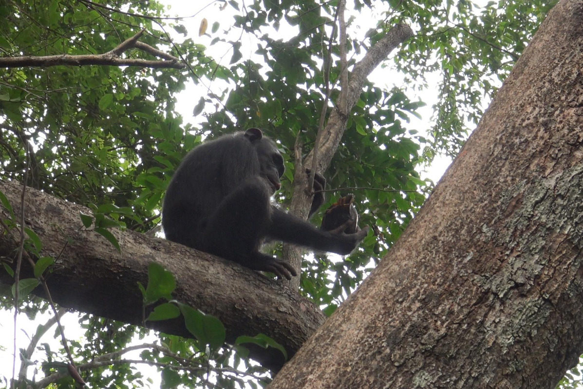 Click to enlarge chimpanzee tortoise