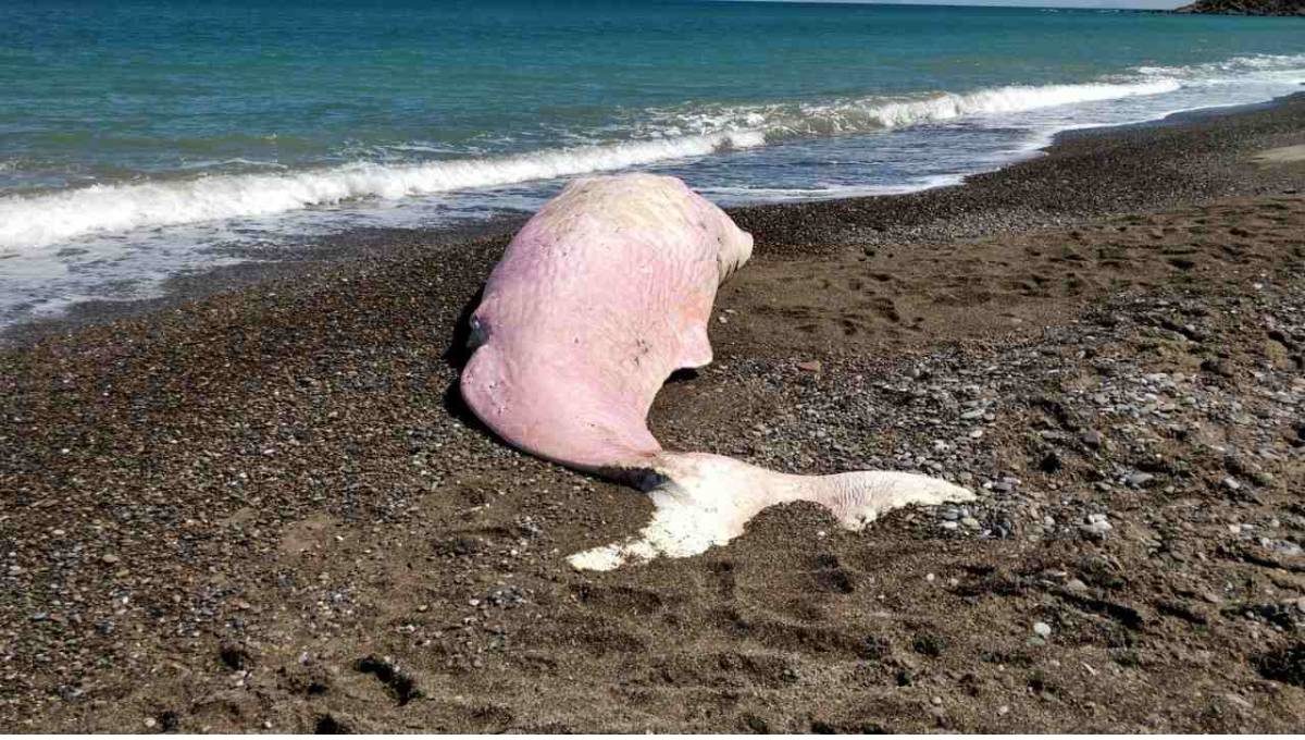 Sperm whale beached at Cefalu, Italy