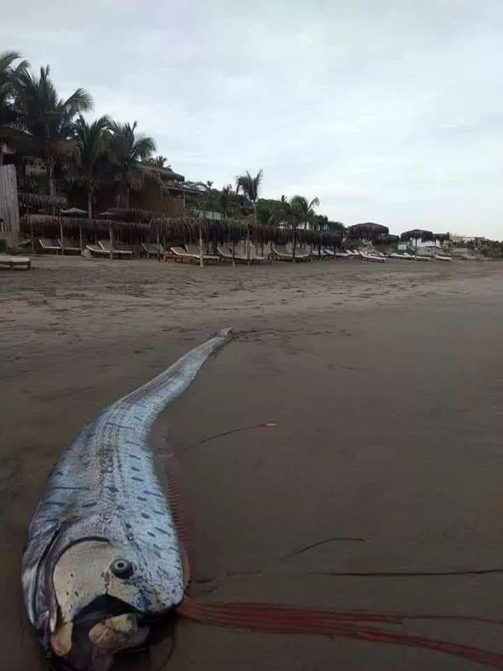 Oarfish
