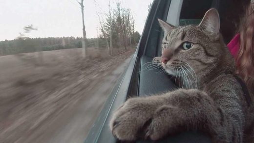 Click to enlarge Cats can ...
