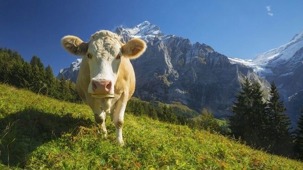 Swiss Cow
