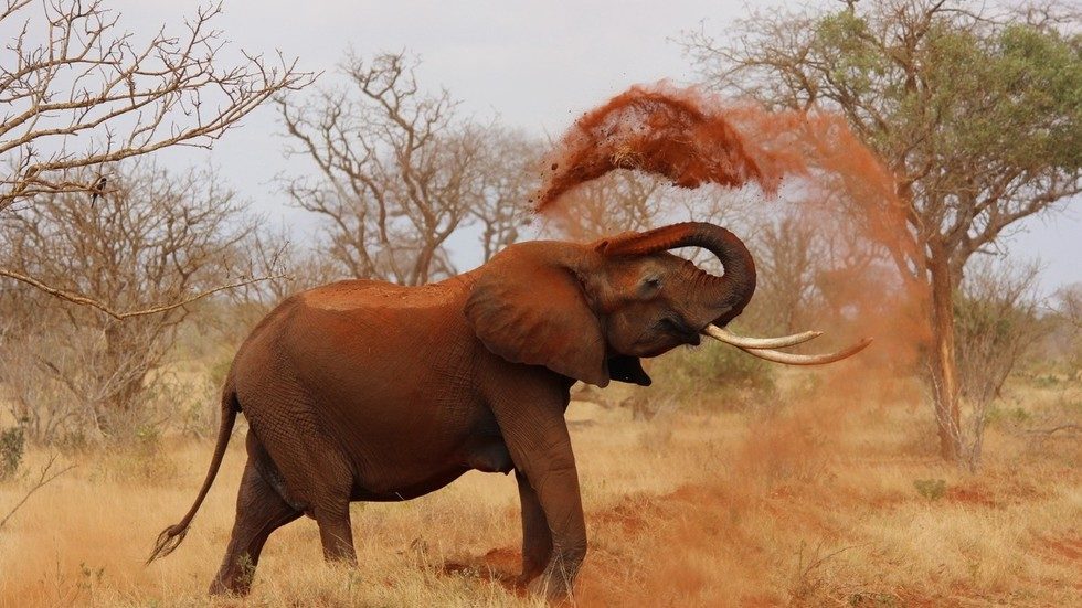 elephant