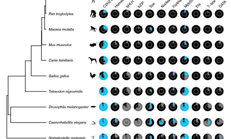 Click to enlarge dna evolution