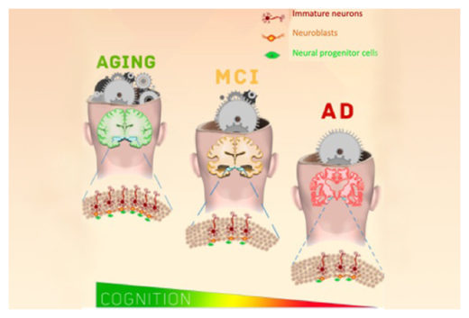 Click to enlarge New Neurons