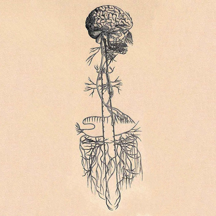vagus nerve