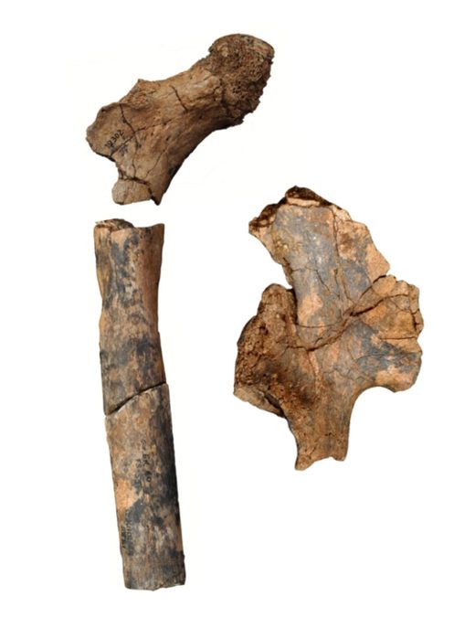 Click to enlarge Pelvis and Femur bone Fossils