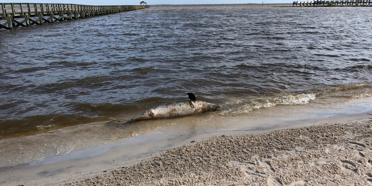 A third dead dolphin washed ashore Tuesday morning on Front Beach in Ocean Springs.