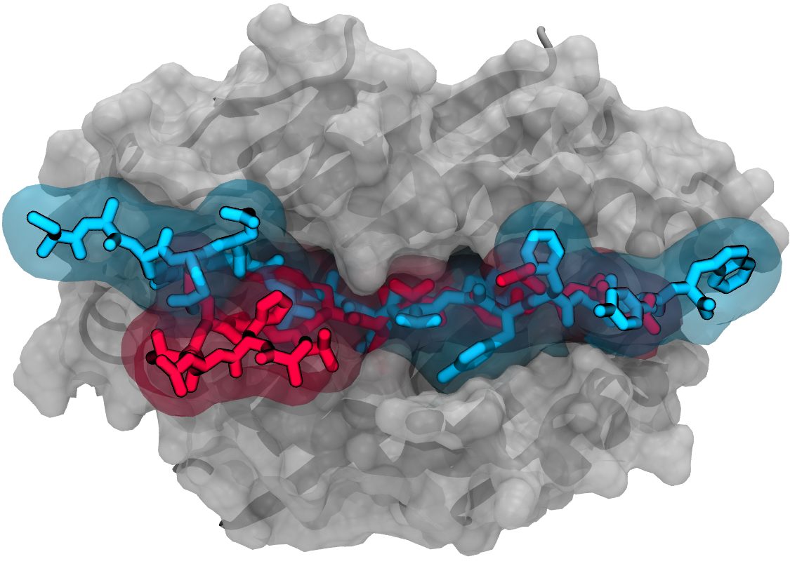Click to enlarge peptide