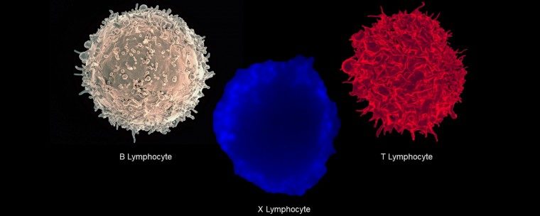 lymphocytes